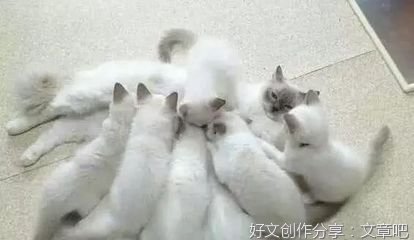 “馋毛”不是猫