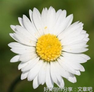 花 生