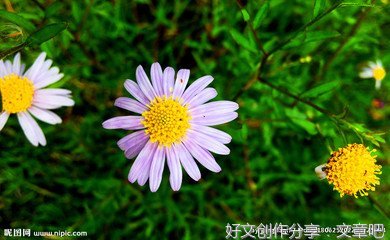 狗娃花