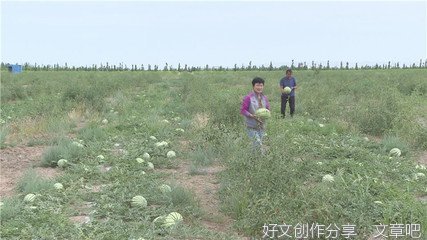 盛夏瓜果香