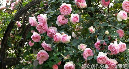 月季满墙盛春开