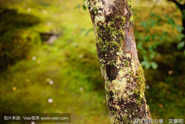 秘密菜园