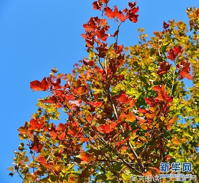 何处相思苦，相思枫叶丹