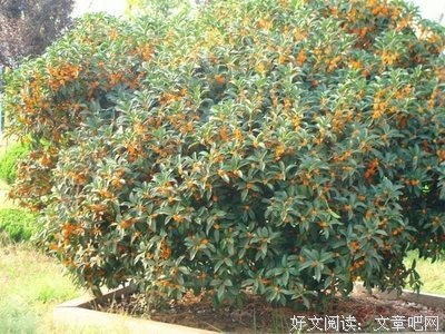 桂花又开时