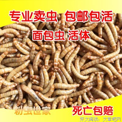 仓鼠世家