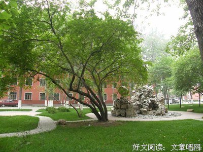 怀念那棵树