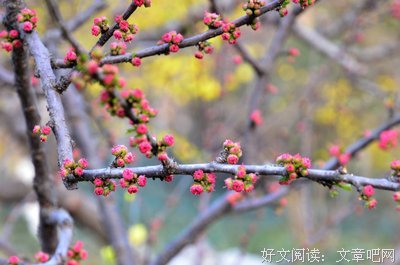 泉城春来早