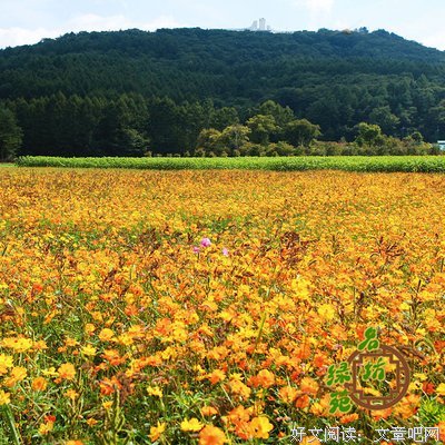 花种背后