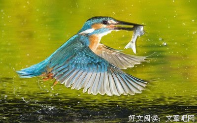 幸福鸟