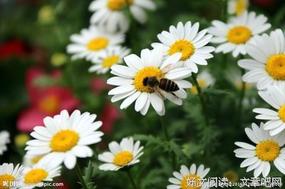 窗下盛开的野菊