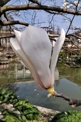 玉兰初开的日子
