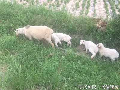 刘子识