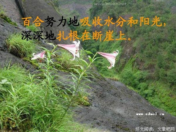 心中的花
