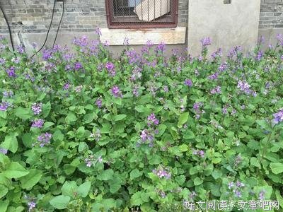 那是没有文化的人讲的