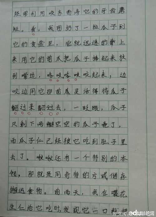 小仓鼠