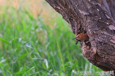 小鸟离巢的日子