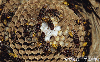 马蜂来了