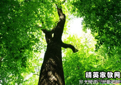 仰望密密的枝叶