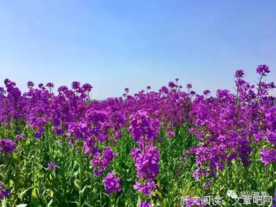 黄昏的香味