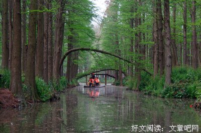 水上森林