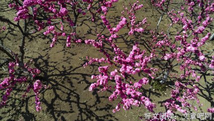 清明小假