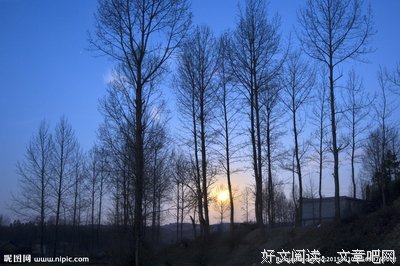暮色 寻梅 植物园