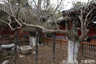 静看玉兰花开