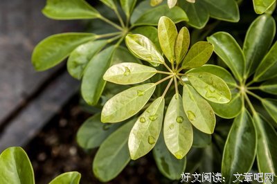 又见露珠