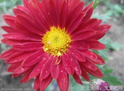 生命的姿态
