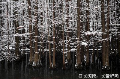 雪飞舞