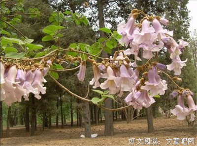 曾记否？紫花泡桐