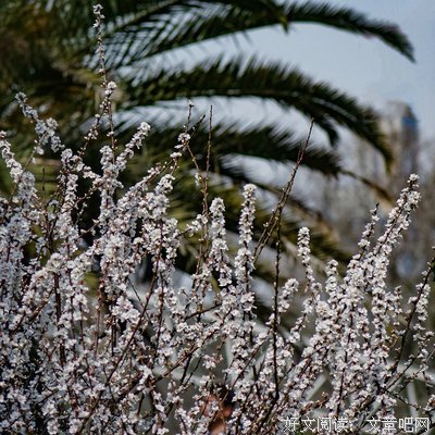 植物园之春