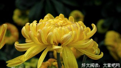 瞥见一院花香