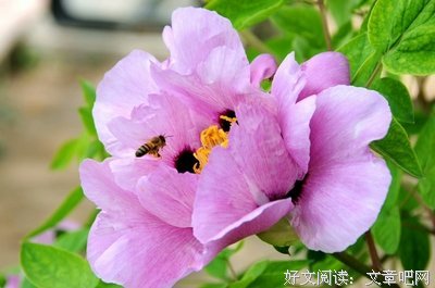 风过槐花落