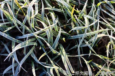 霜降天