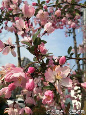 花谢花开皆寻常