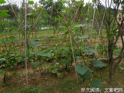 安静的迎接夜来