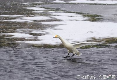 风雪送我归