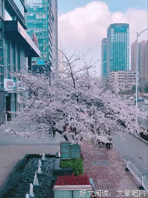 阳光下的飞雪