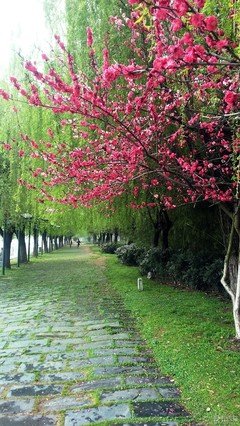 春雨