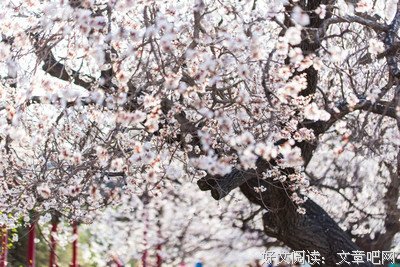 春风拂过