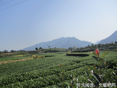 午后茶香