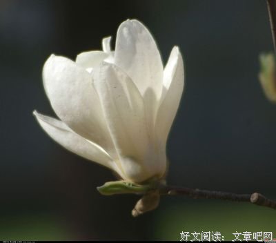 日子如水