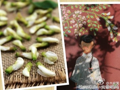 又见槐花开