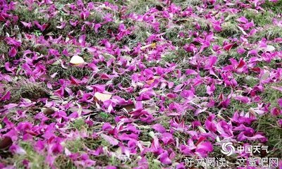 落花满地，写下美丽