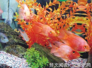 养鱼记