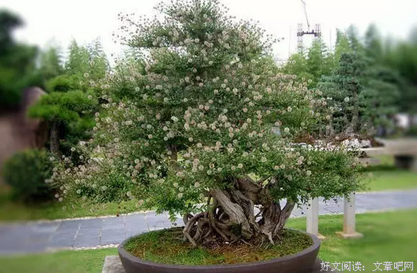 花木养护与教育悟道