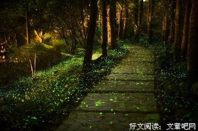 一本书，一次神奇的森林之旅