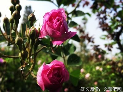 我在诗里看到了你
