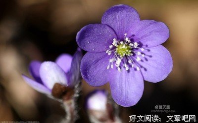 读文章，教学习